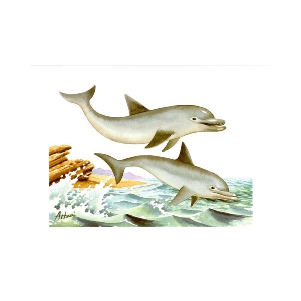 Image 3D - pa 56 - 24x30 - 2 dauphins - Photo n°1