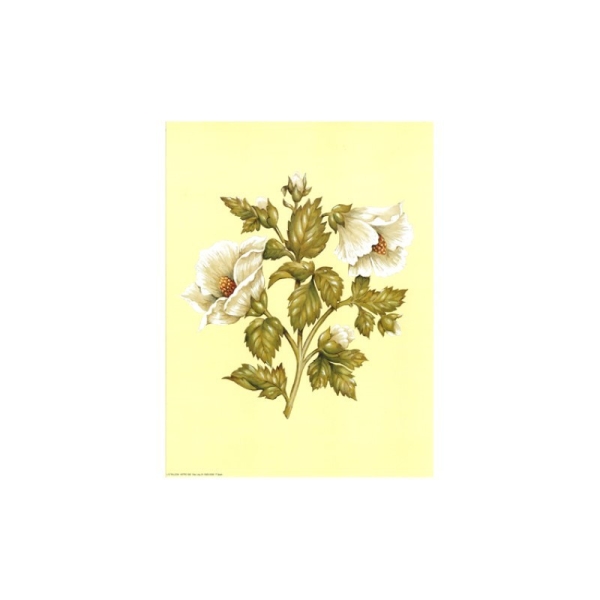 Image 3D astro 582 - 24x30 - 2 fleurs blanches - Photo n°1