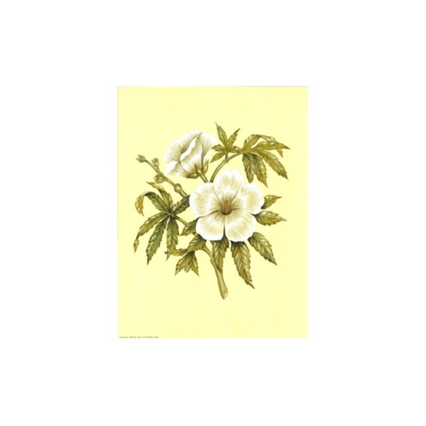 Image 3D - astro 581 - 24x30 - 2 fleurs blanches - Photo n°1