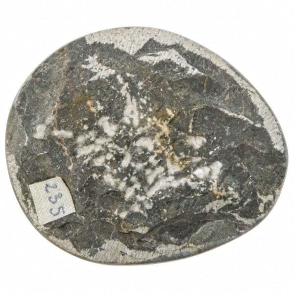 Goniatite fossile polie - 115 grammes. - Photo n°3