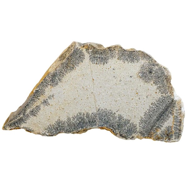 Plaque calcaire avec dendrite de manganèse - 1.16 kg. - Photo n°1