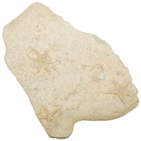 Bloc fossile avec étoiles de mer sur gangue calcaire - 1.61 kg. - Photo n°1