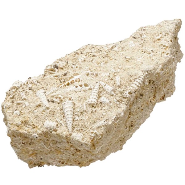 Bloc calcaire fossile avec coquillages cérithes - 2.08 kg. - Photo n°1