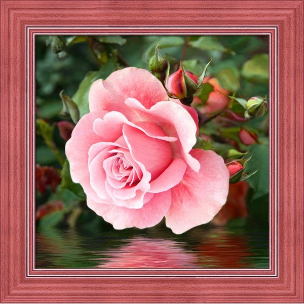 Kit de peinture diamant Rose sur l'eau 25*25 cm AM1704 - Photo n°1
