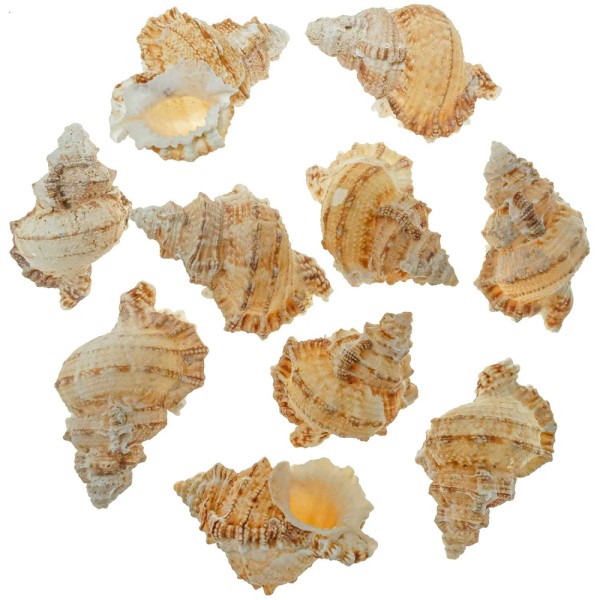 Coquillages bursa tutufa oyamai - 4 à 6 cm - Lot de 6. - Photo n°1