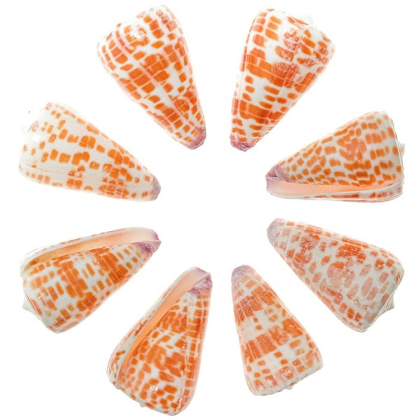 Coquillages conus tessulatus polis - 4 à 6 cm - Lot de 3. - Photo n°1