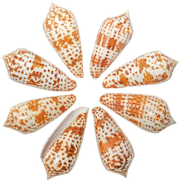 Coquillages conus lynceus polis - 5 à 8 cm - Lot de 5. - Photo n°1