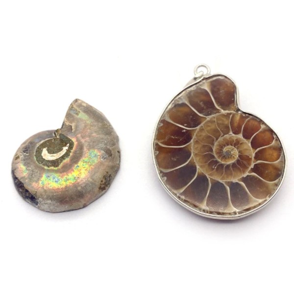 1pcs Brown Jaune Natural Genuine Ammolite Shell Tailles Mélangées Snail Shape Pendant Accessoires Co - Photo n°1