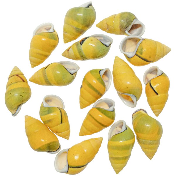 Coquillages amphidromus perversus jaunes - 4 à 5 cm - Lot de 5. - Photo n°1