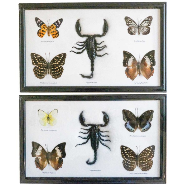 Cadre 32 x 20 cm avec 4 papillons et 1 scorpion véritables naturalisés - A l'unité. - Photo n°1