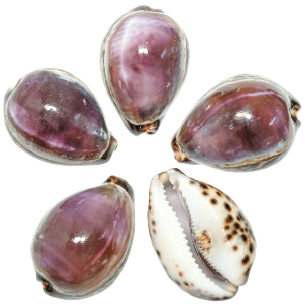 Coquillages cypraea eglantina violet - 7 à 9 cm - A l'unité. - Photo n°2
