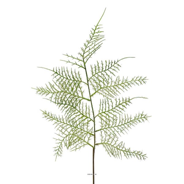 Branche Asparagus Plumosus verte H 60 cm - Photo n°1