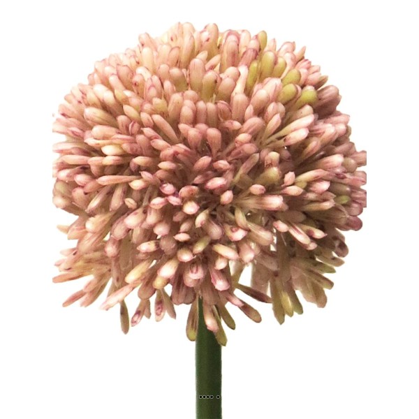 Allium artificiel en tige H 45 cm Rose - BEST - Photo n°3