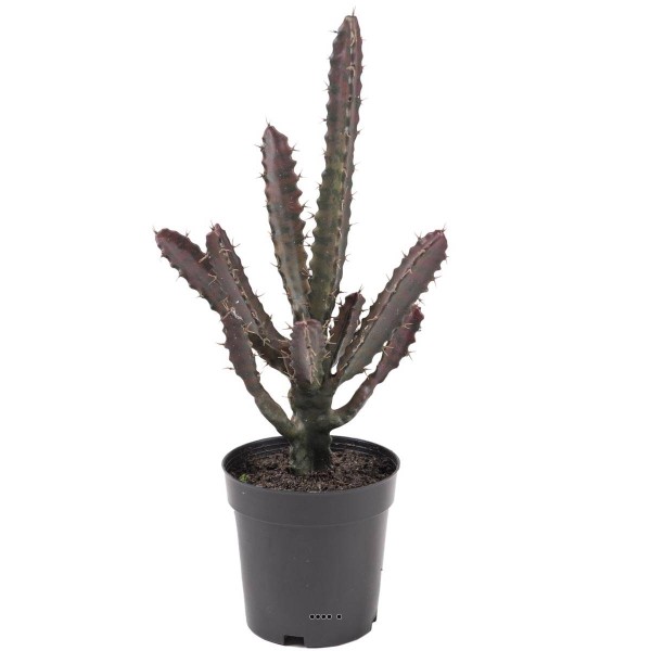 Cactus Euphorbe factice en pot Vert-Rouge Top qualité H45cm D20cm - Photo n°1