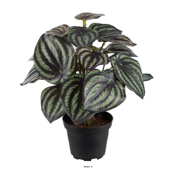 Peperomia fausse plante en pot lesté H25cmD20cm Top Qualité Blanc-vert - Photo n°1