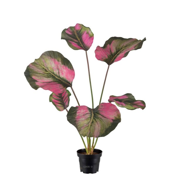 Calathea artificielle en pot, grandes feuilles, H 55 cm Vert-rose - Photo n°1