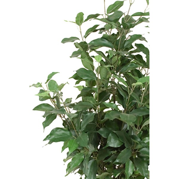 Ficus Benjamina artificiel en pot, H 80 cm, D 43 cm - Photo n°3