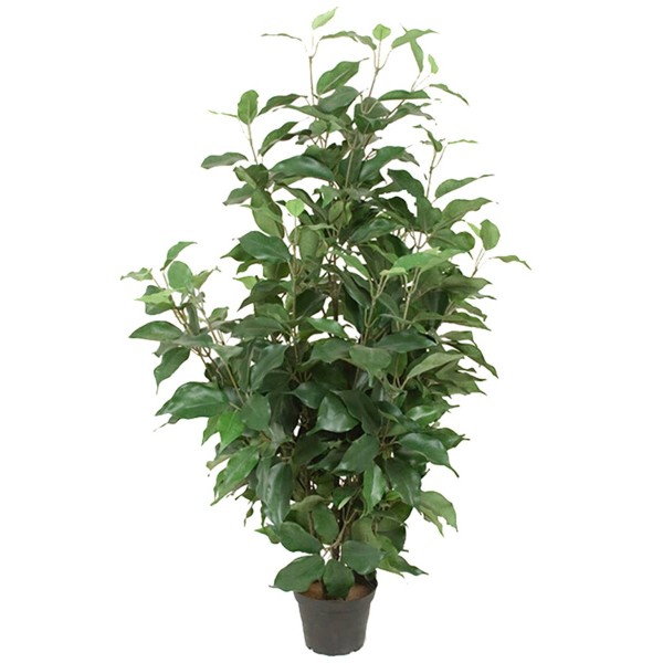 Ficus Benjamina artificiel en pot, H 80 cm, D 43 cm - Photo n°1