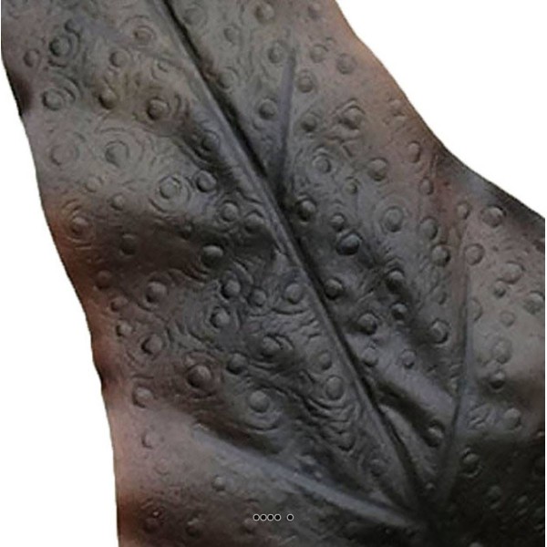 Feuille de caladium artificiel en tige H 80 cm Noir - Photo n°3