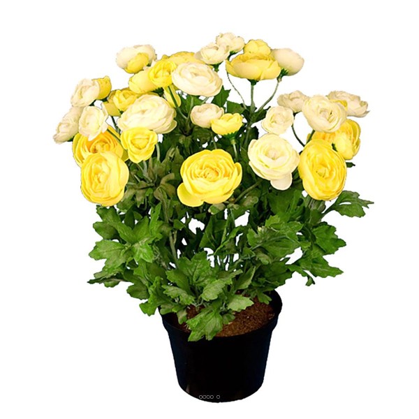 Renoncule factice en pot H28cm 32 fleurs artificielles superbes Jaune - Photo n°2