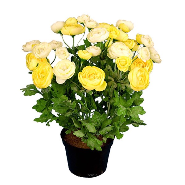 Renoncule factice en pot H28cm 32 fleurs artificielles superbes Jaune - Photo n°1