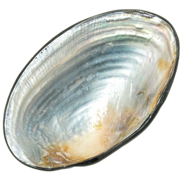 Petit récipient avec coquillage moule nacrée et plaquage nacre abalone paua. - Photo n°3