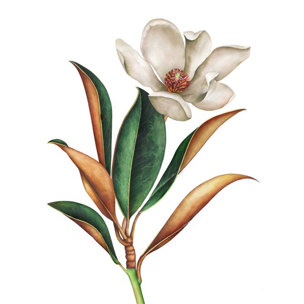 Kit de peinture diamant Magnolia 30x40 CM3017 - Photo n°1