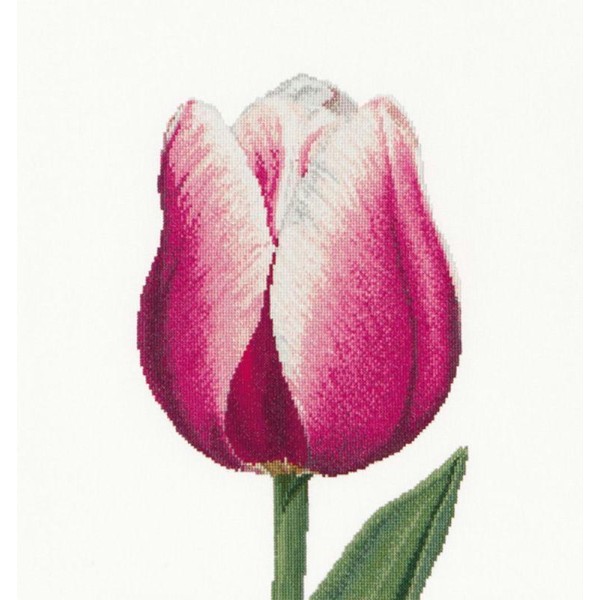 Thea Gouverneur 517A  Red White Triumph Tulip  sur toile Aida blanc - Photo n°1