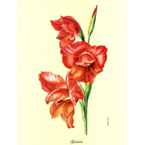 Image 3D Fleur - Gladiolo rouge 24 x 30 cm - Photo n°1