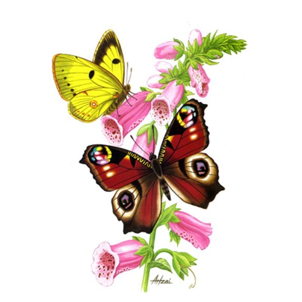 Image 3D Animaux - 2 papillons 24 x 30 cm - Photo n°1