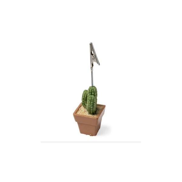 Cactus  marque place - Photo n°1