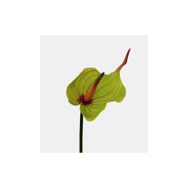 Anthurium artificiel H45cm vert fleur éffilée 12x11cm latex - Photo n°1