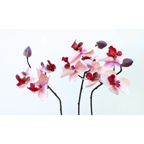 Orchidées artificielles H33cm rose clair bouquet 3 tiges - Fleurs  artificielles haut de gamme - Creavea