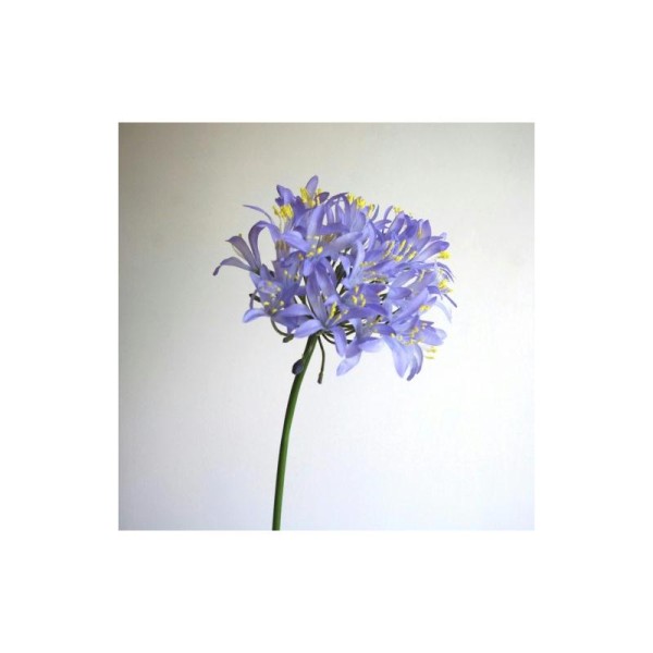 Agapanthe artificielle H80cm fleurs artificielles bleues Ø17cm - Photo n°1