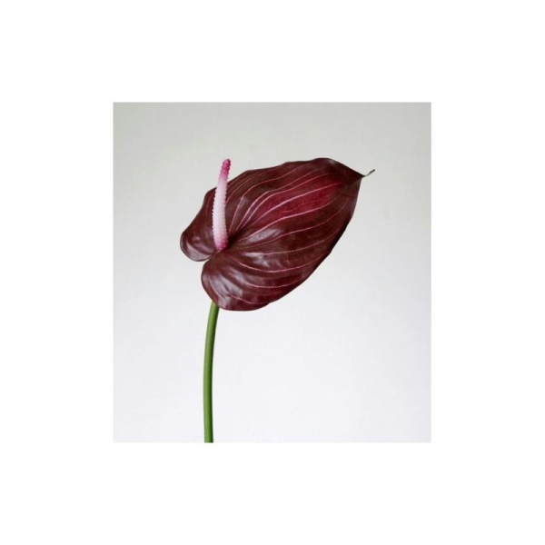 Anthurium artificiel H75cm pourpre fleur artificielle 19cm - Photo n°1