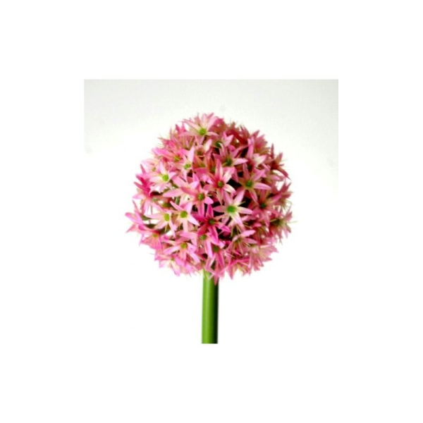 Allium artificiel H70cm rose fleur artificielle Ø9cm - Photo n°1