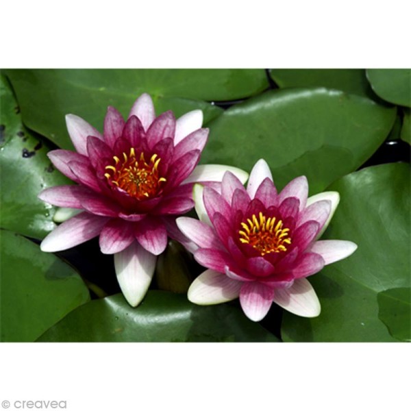 Image 3D Fleur - Deux Nénuphars - 24 x 30 cm - Photo n°1