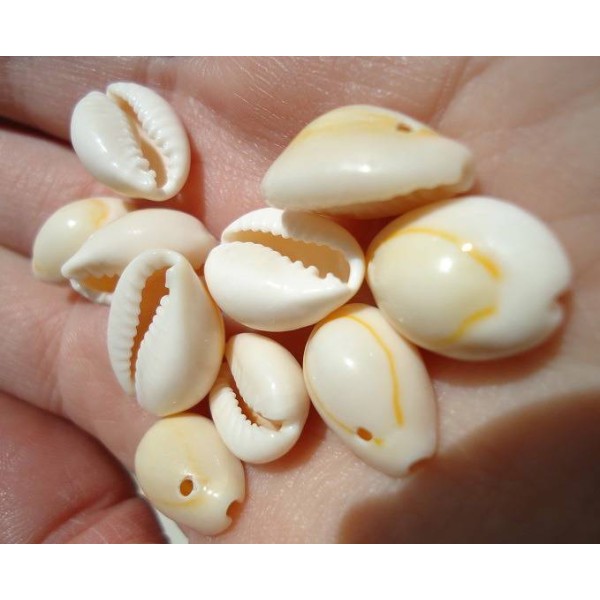 Lot de perles en coquillage véritable CAURIS - Photo n°2