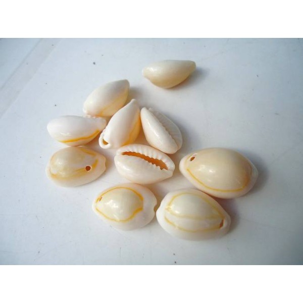 Lot de perles en coquillage véritable CAURIS - Photo n°1
