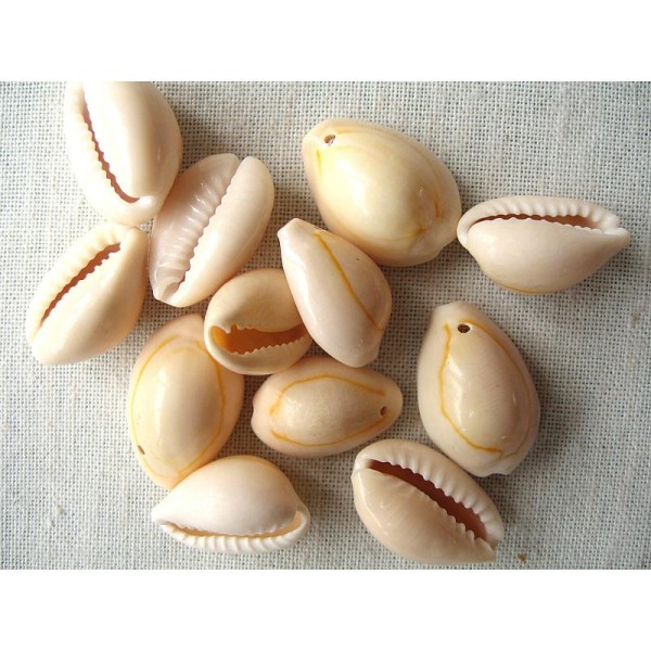 20 Perles En Coquillage Cauri 19X13Mm - Photo n°1