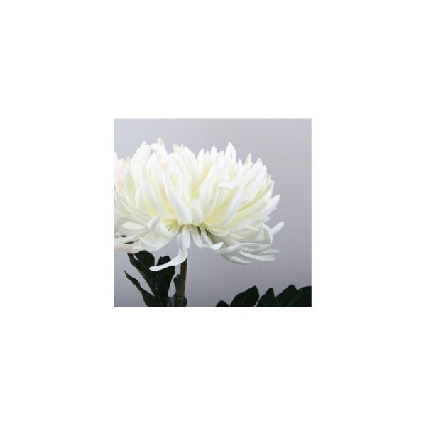 Chrysanthemum6 - Photo n°1