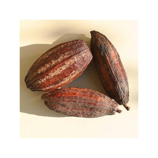Cabosse de cacao. Longueur : plus de 12 cm vendue à l'unité - Photo n°1