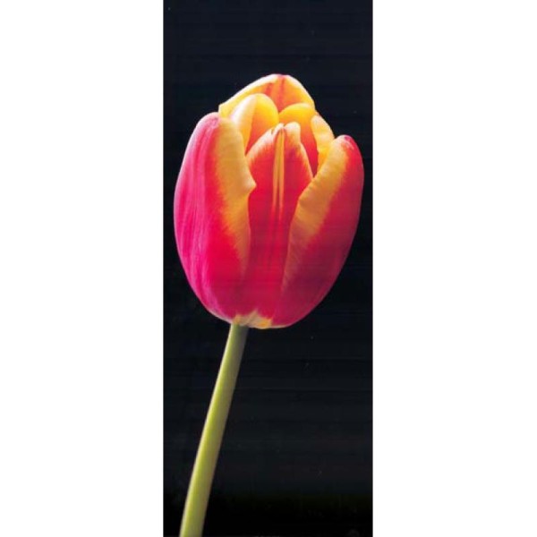 Image 3D Fleur - Tulipe 20 x 50 cm - Photo n°1