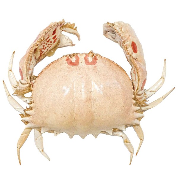 Crabe philargius naturalisé - Taille carapace 8 à 10 cm. - Photo n°2