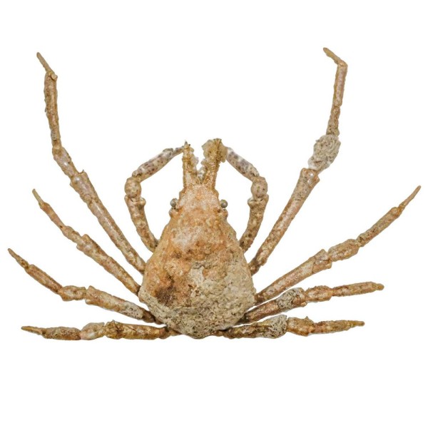 Crabe asperi naturalisé - Taille carapace 3.5 à 4 cm. - Photo n°1