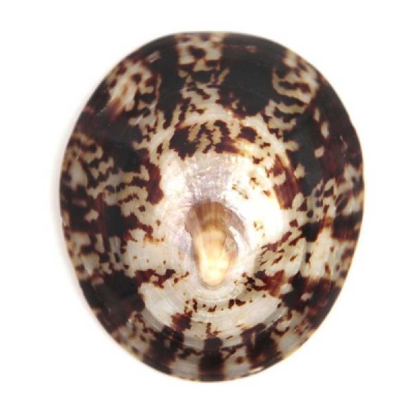 Coquillage cellana testudinaria poli - Taille 7 à 9 cm. - Photo n°2