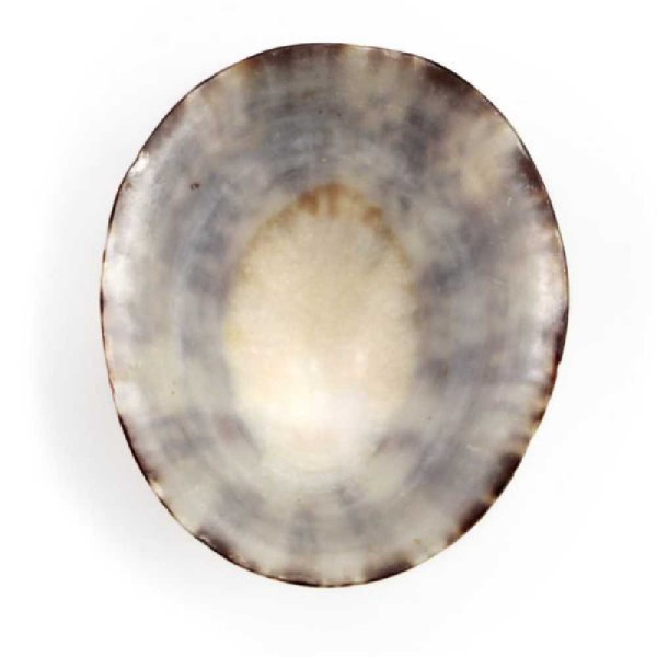 Coquillage cellana testudinaria poli - Taille 7 à 9 cm. - Photo n°4