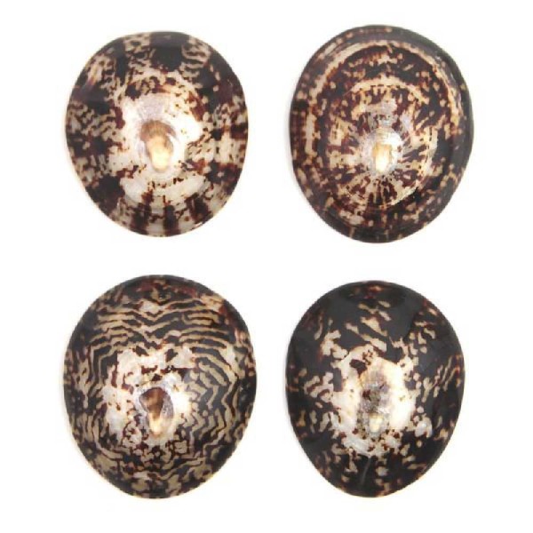 Coquillage cellana testudinaria poli - Taille 7 à 9 cm. - Photo n°5