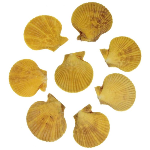 Coquillages pecten nobilis jaunes entiers - 5 à 6 cm - Lot de 6. - Photo n°2