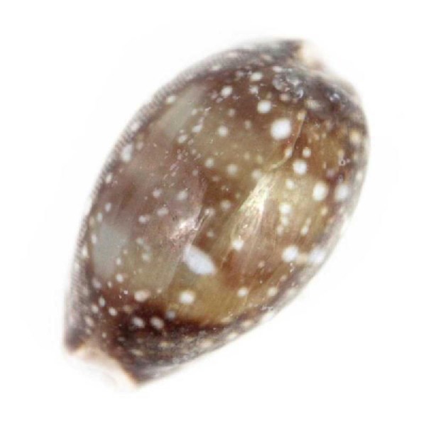 Coquillage cypraea vitellus - 4 à 6 cm - Lot de 5 - Photo n°2